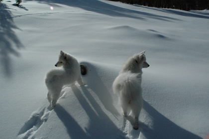 Lhotse & Denali