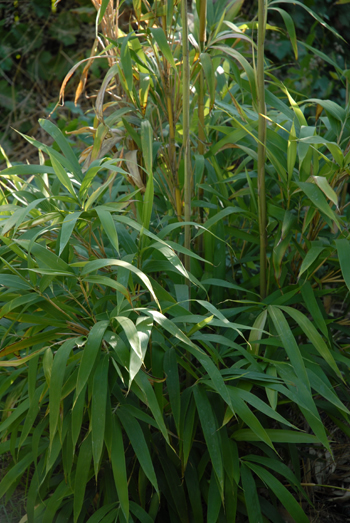 Tea-Stick Bamboo